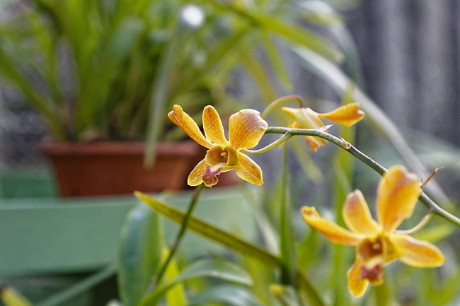 Kandy-Botanical garden-081